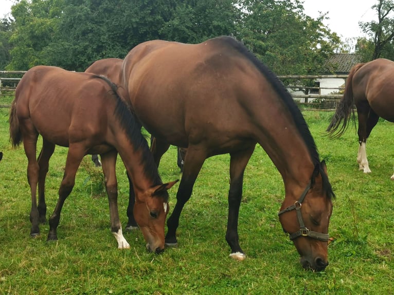 Trakehner Stallone Puledri (03/2025) Sauro scuro in Burgkirchen an der Alz