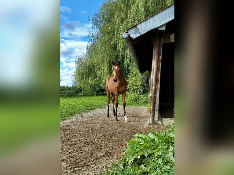 Trakehner Stallone Puledri (03/2025) Sauro scuro in Burgkirchen an der Alz