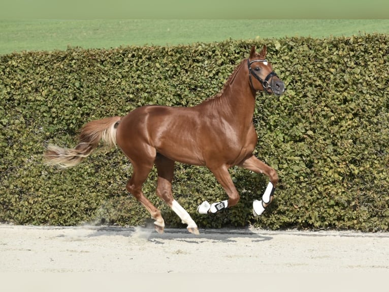 Trakehner Stallone Sauro in Bad Oldesloe