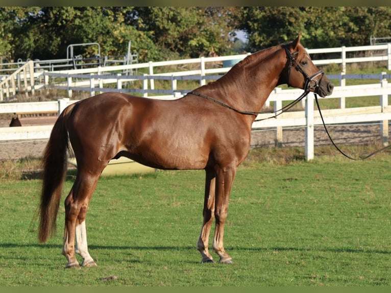 Trakehner Stallone Sauro in Bad Oldesloe