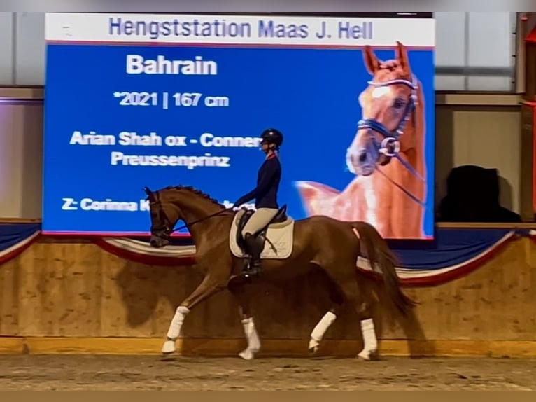 Trakehner Stallone Sauro in Bad Oldesloe