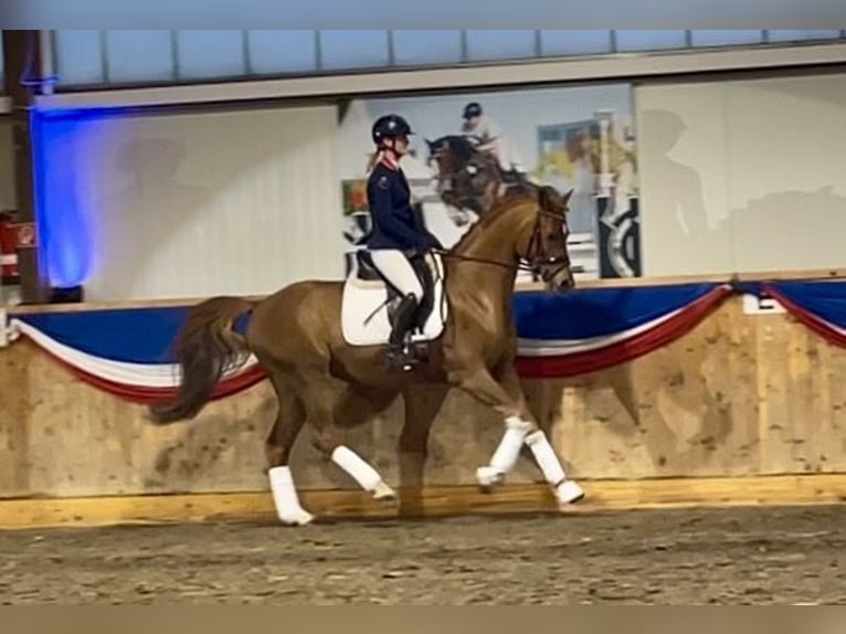 Trakehner Stallone Sauro in Bad Oldesloe