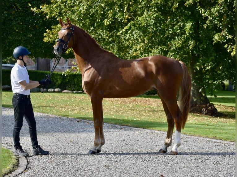 Trakehner Stallone Sauro in Bad Oldesloe