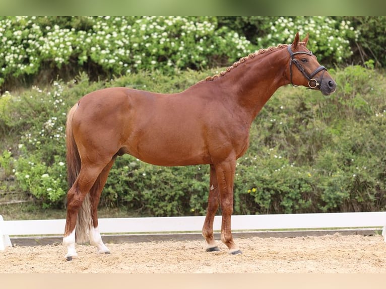 Trakehner Stallone Sauro scuro in Wolfhagen