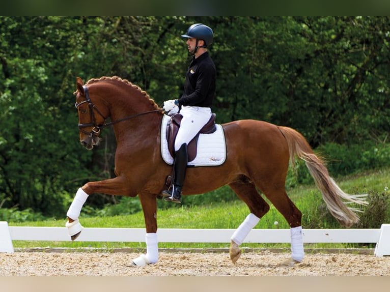 Trakehner Stallone Sauro scuro in Wolfhagen