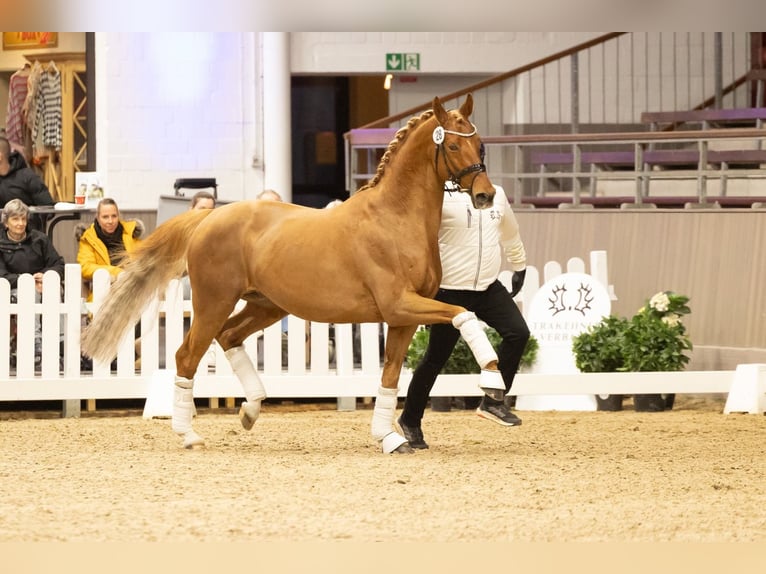 Trakehner Stallone Sauro scuro in Wolfhagen