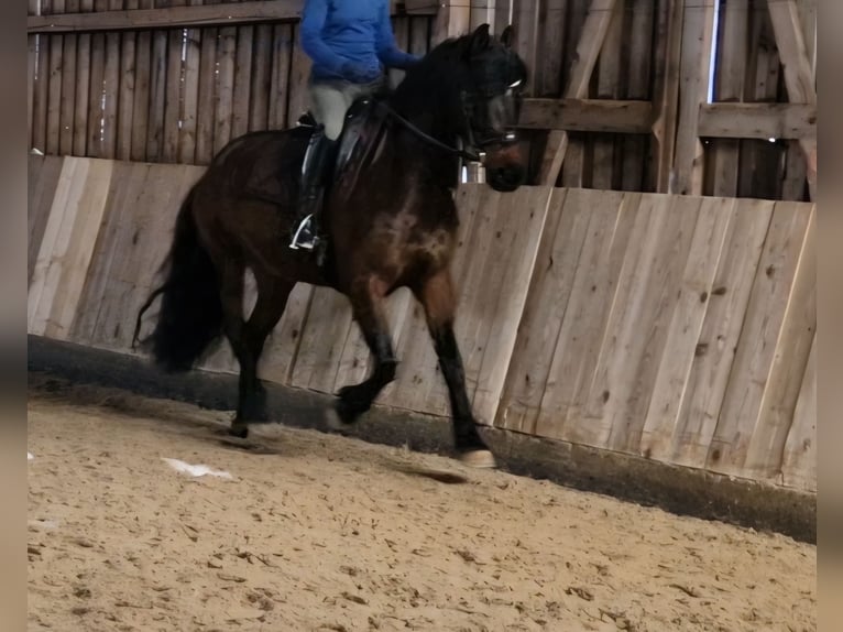 Trakehner Mix Stute 10 Jahre 156 cm Brauner in Bamberg