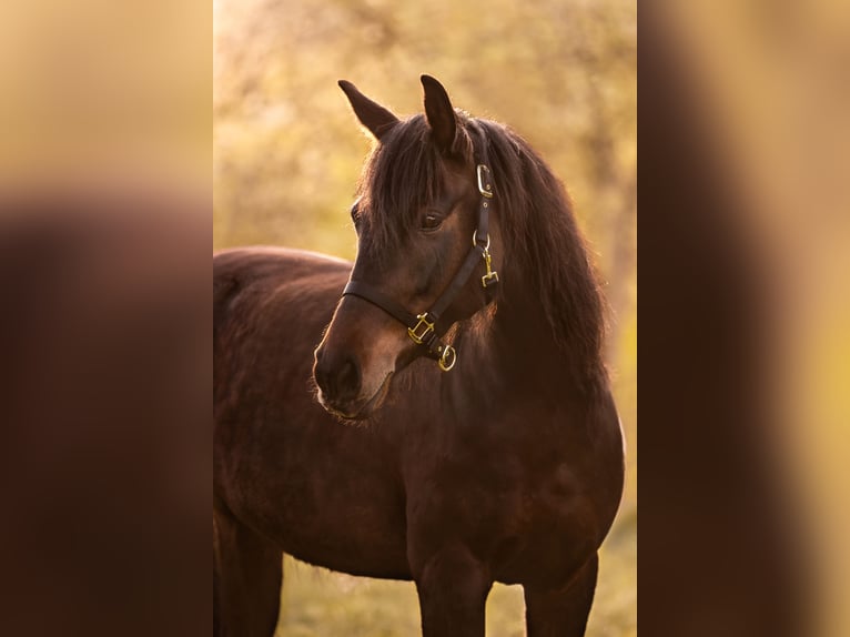 Trakehner Mix Stute 10 Jahre 156 cm Brauner in Bamberg