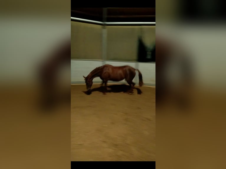 Trakehner Stute 10 Jahre 157 cm Dunkelfuchs in Lehrte