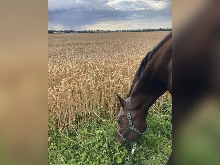 Trakehner Stute 10 Jahre 160 cm Brauner in Taufkirchen