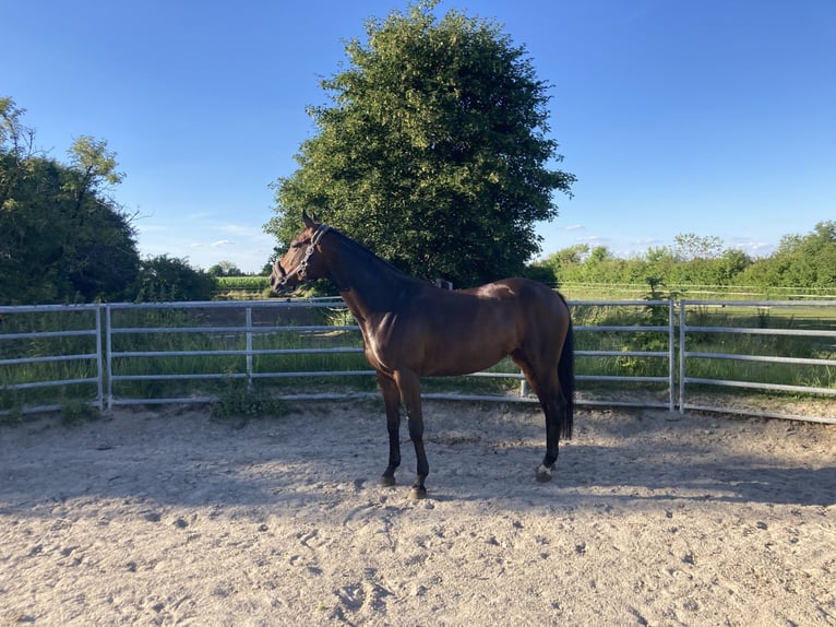 Trakehner Stute 10 Jahre 160 cm Brauner in Taufkirchen