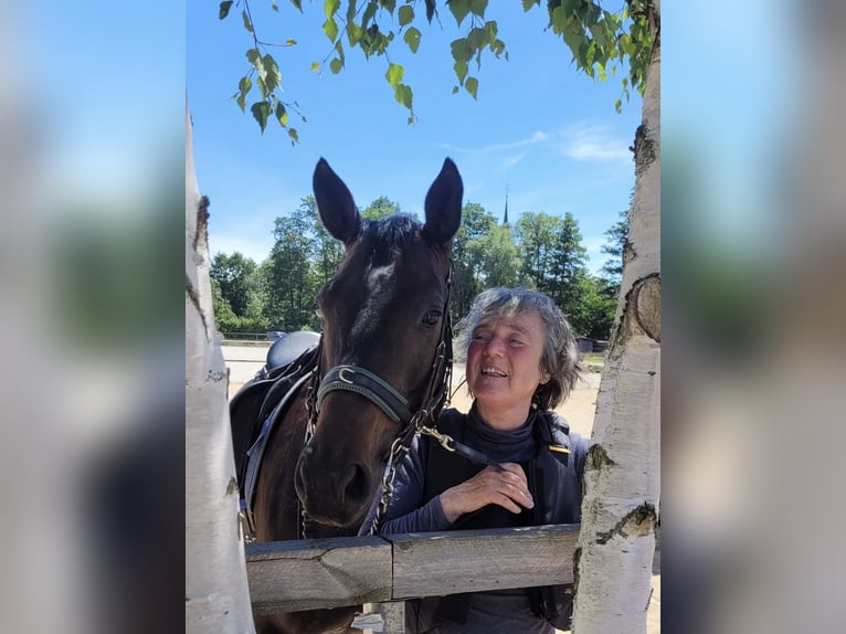 Trakehner Stute 10 Jahre 160 cm Dunkelbrauner in Veitsbronn