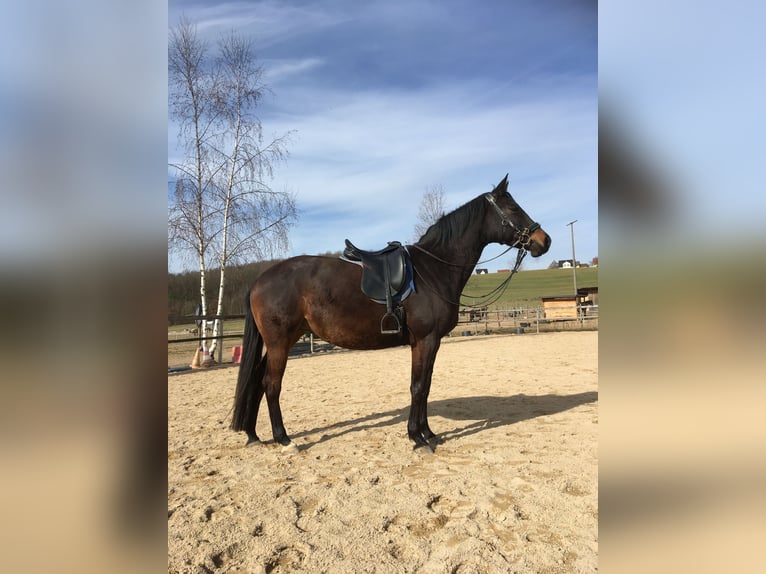 Trakehner Stute 10 Jahre 160 cm Dunkelbrauner in Veitsbronn