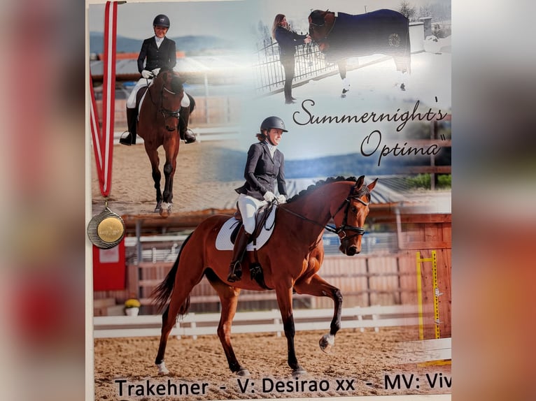 Trakehner Stute 10 Jahre 164 cm Brauner in Passail