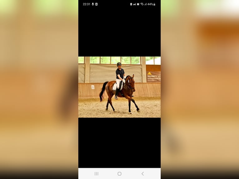 Trakehner Stute 10 Jahre 164 cm Brauner in Passail