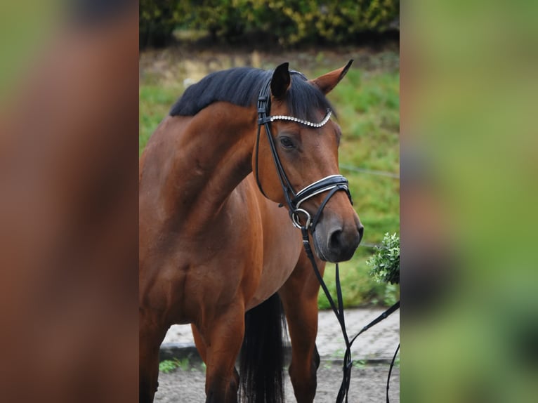 Trakehner Stute 10 Jahre 165 cm Brauner in Fürstenau