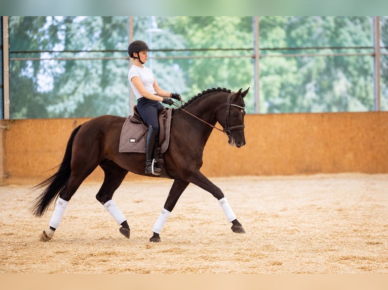 Trakehner Stute 10 Jahre 166 cm Rappe in Jaidhof