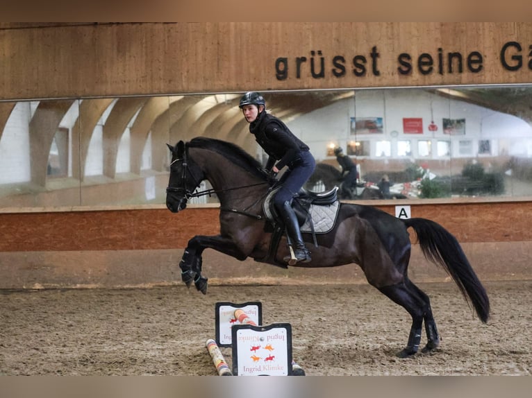 Trakehner Stute 10 Jahre 167 cm Rappe in Salzhausen