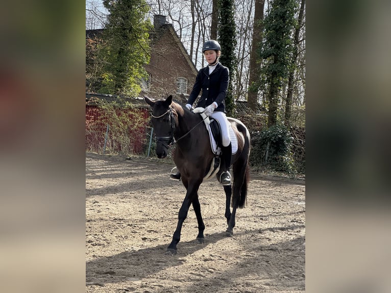 Trakehner Stute 10 Jahre 167 cm Rappe in Salzhausen