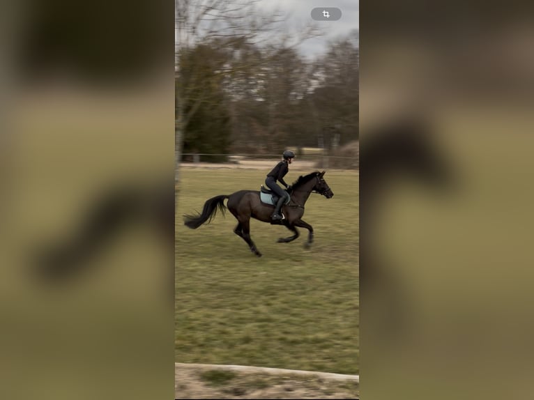 Trakehner Stute 10 Jahre 167 cm Rappe in Salzhausen