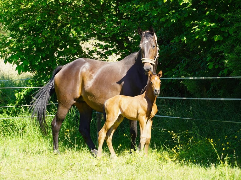 Trakehner Stute 10 Jahre 168 cm Dunkelbrauner in Imsbach