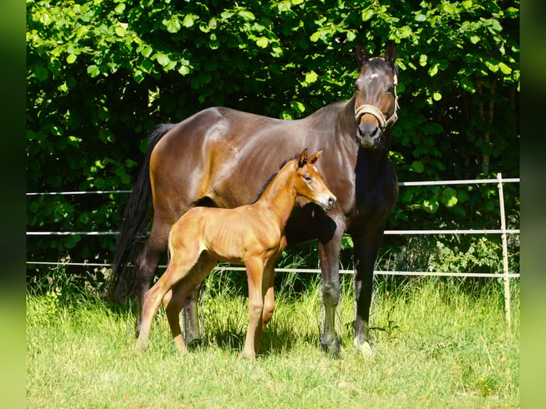 Trakehner Stute 10 Jahre 168 cm Dunkelbrauner in Imsbach