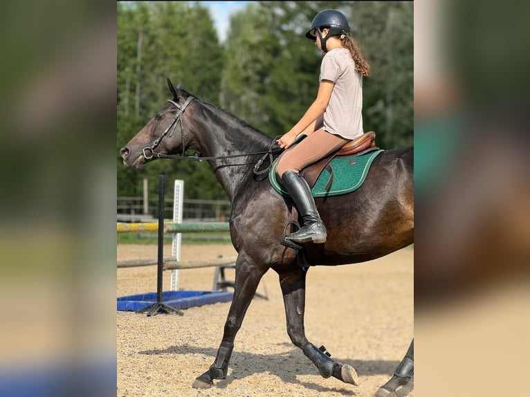 Trakehner Stute 10 Jahre 168 cm Rappe in Palanga