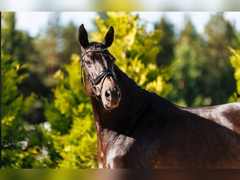 Trakehner Stute 10 Jahre 168 cm Rappe in Palanga