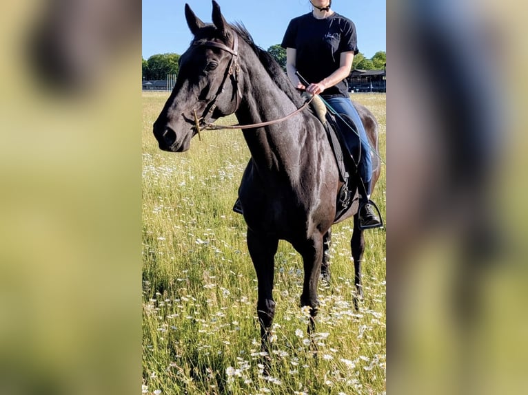 Trakehner Stute 10 Jahre 170 cm Dunkelbrauner in Dresden