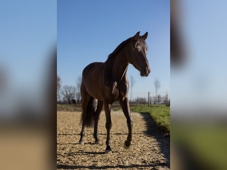 Trakehner Stute 10 Jahre 170 cm Schwarzbrauner in Bönen