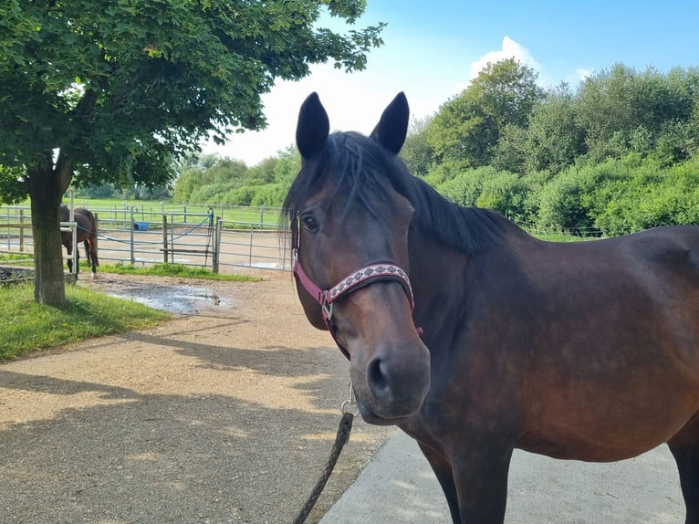 Trakehner Stute 10 Jahre 172 cm Dunkelbrauner in Günzburg
