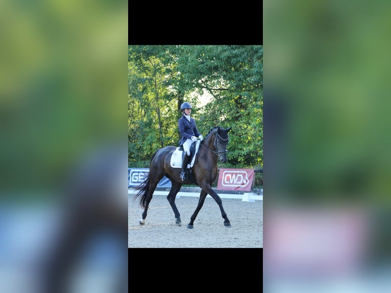 Trakehner Stute 10 Jahre 173 cm Rappe in Renningen