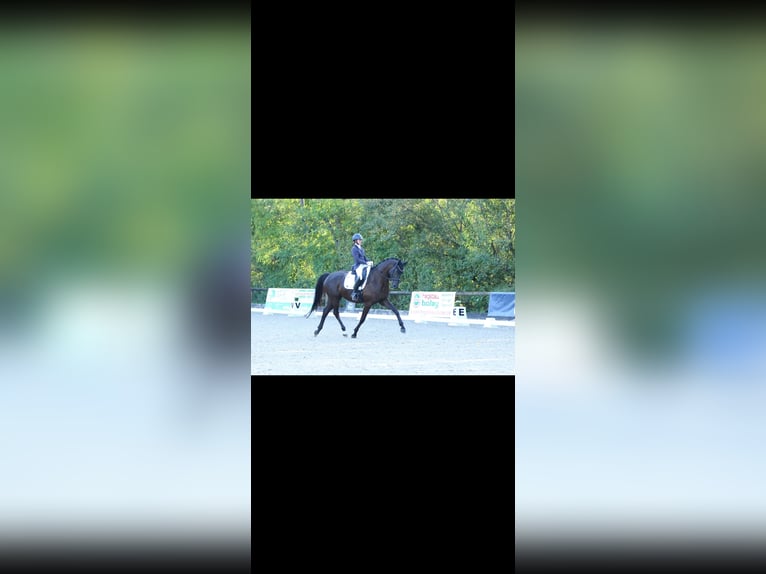 Trakehner Stute 10 Jahre 173 cm Rappe in Renningen