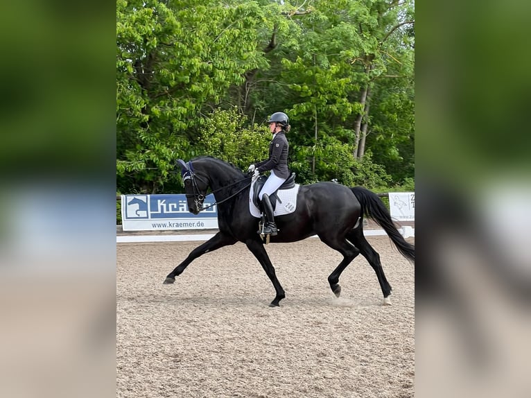 Trakehner Stute 10 Jahre 173 cm Rappe in Renningen