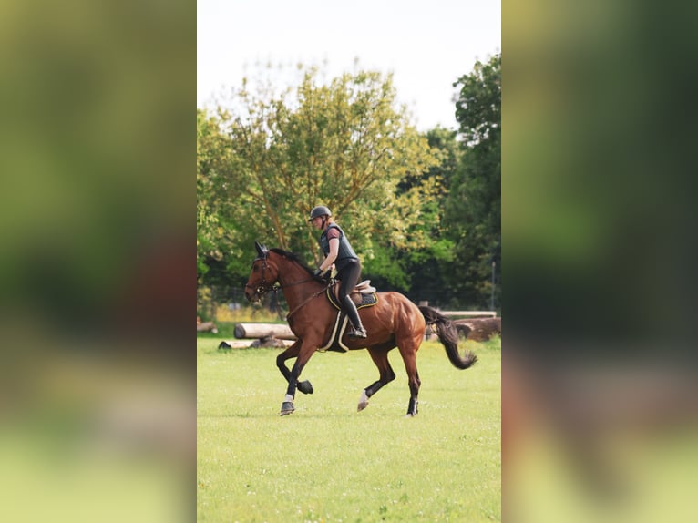 Trakehner Stute 10 Jahre 180 cm Brauner in Wartenberg