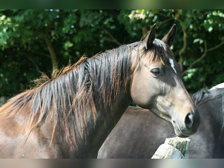Trakehner Stute 10 Jahre Dunkelbrauner in Crivitz