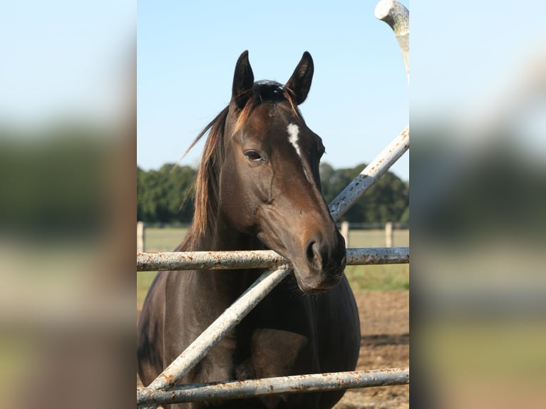 Trakehner Stute 10 Jahre Dunkelbrauner in Crivitz