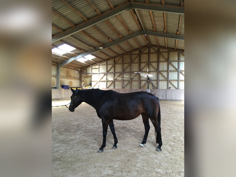 Trakehner Stute 11 Jahre 160 cm Brauner in Raindorf bei Veitsbronn