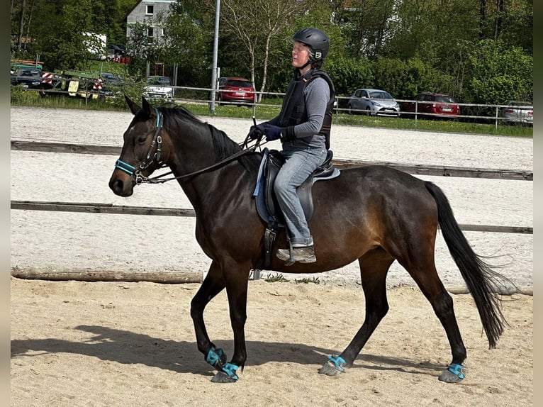 Trakehner Stute 11 Jahre 160 cm Brauner in Raindorf bei Veitsbronn