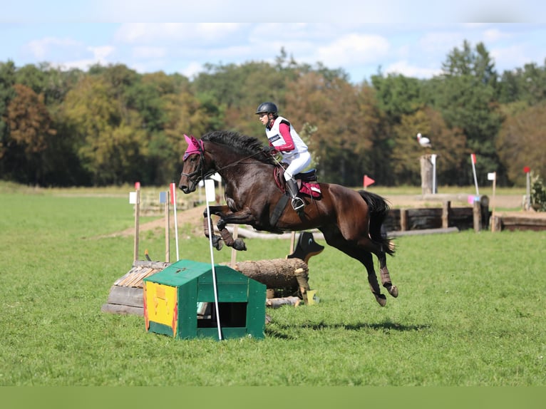 Trakehner Stute 11 Jahre 162 cm Dunkelbrauner in Aschau am Inn