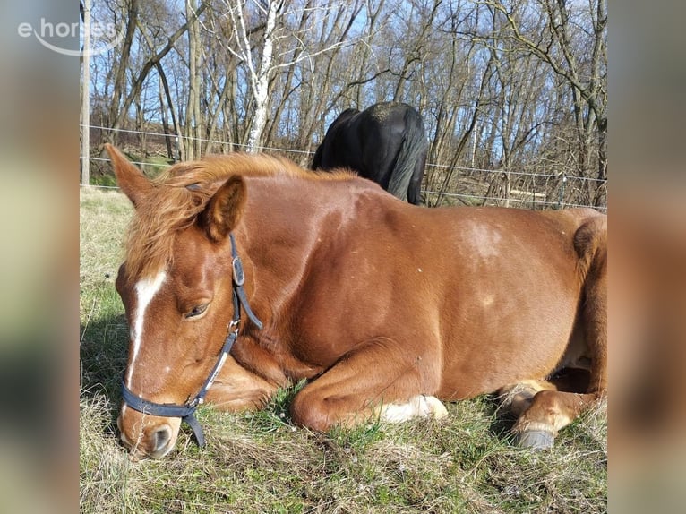 Trakehner Stute 11 Jahre 164 cm Fuchs in Jüterbog