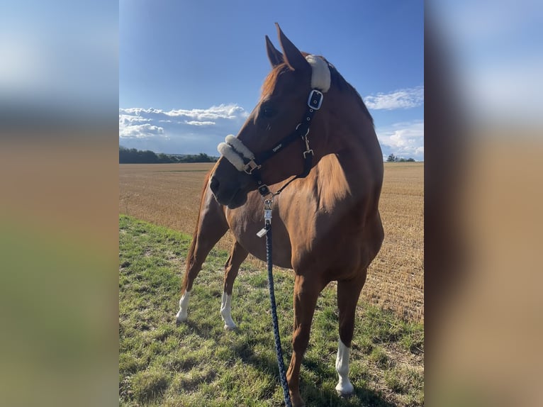 Trakehner Stute 11 Jahre 164 cm Fuchs in Wernau