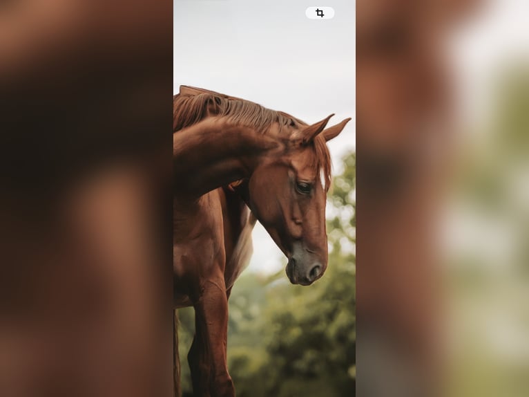 Trakehner Stute 11 Jahre 164 cm Fuchs in Wernau