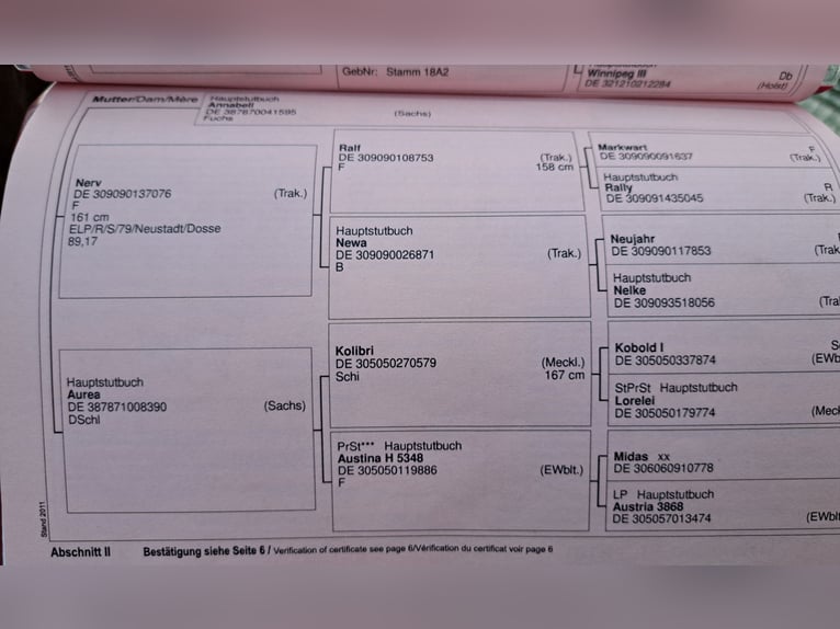 Trakehner Stute 11 Jahre 165 cm Schimmel in Niederwiesa