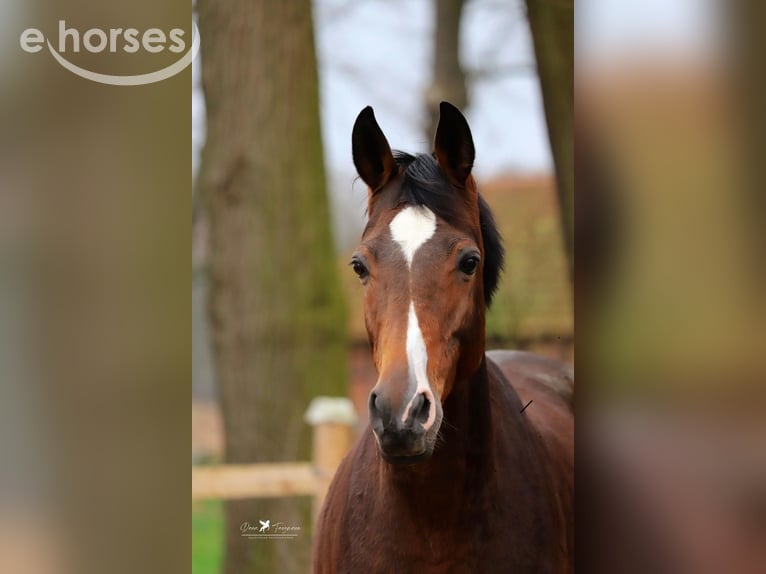 Trakehner Stute 11 Jahre 168 cm Dunkelbrauner in Neuenkirchen-Vörden