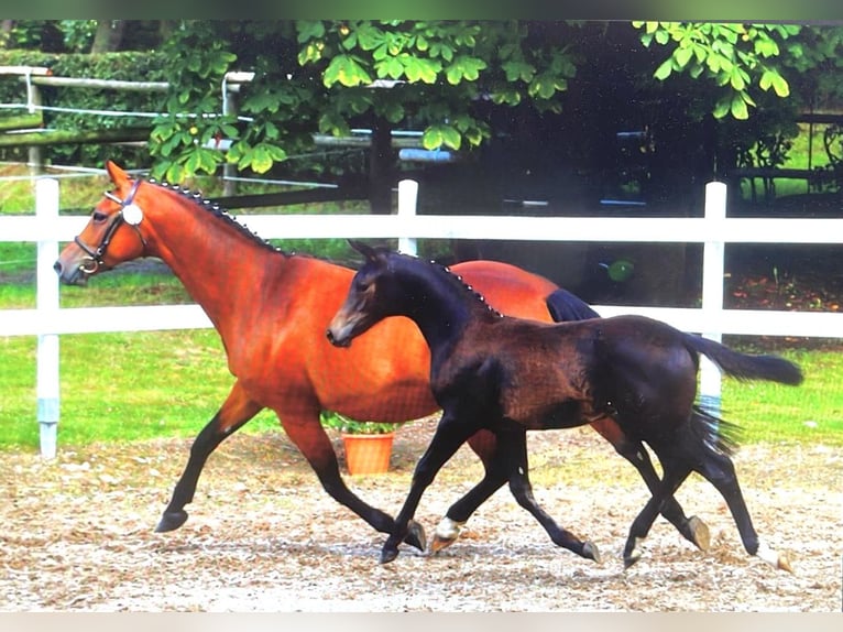 Trakehner Stute 12 Jahre 160 cm Dunkelbrauner in Tangstedt