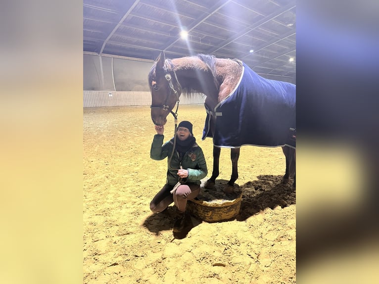 Trakehner Stute 12 Jahre 162 cm Brauner in Bergneustadt