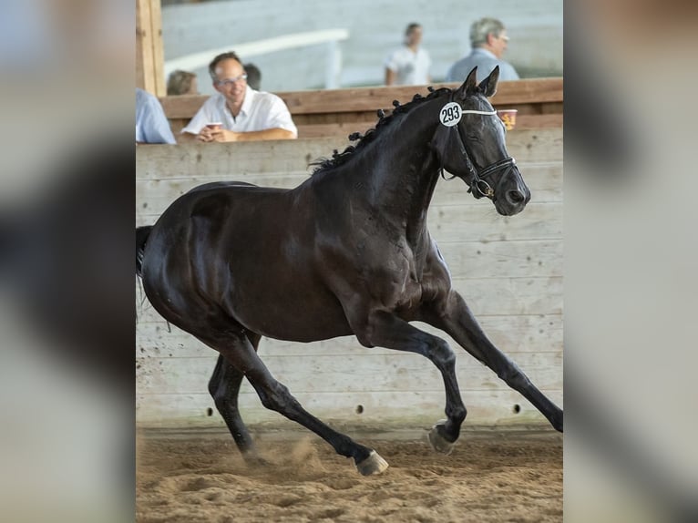 Trakehner Stute 12 Jahre 164 cm Rappe in Garsten