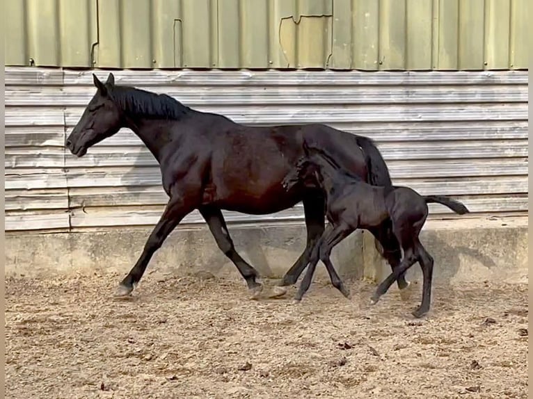 Trakehner Stute 12 Jahre 165 cm Rappe in WehringenWehringen