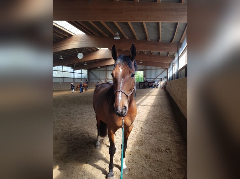 Trakehner Stute 12 Jahre 167 cm Brauner in Syke